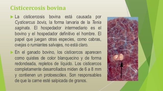 cisticercosis bovina